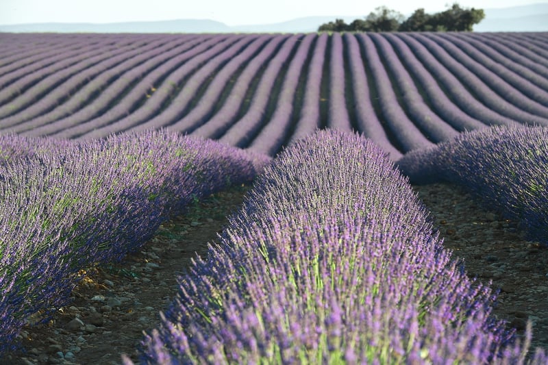 Herbs de Provence